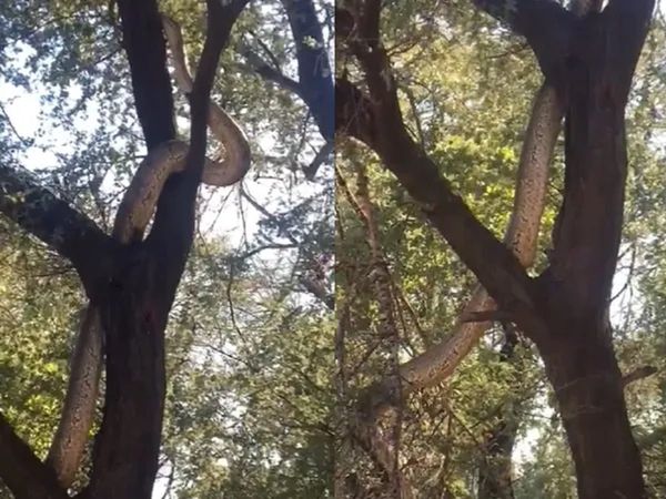 Snake on the tree