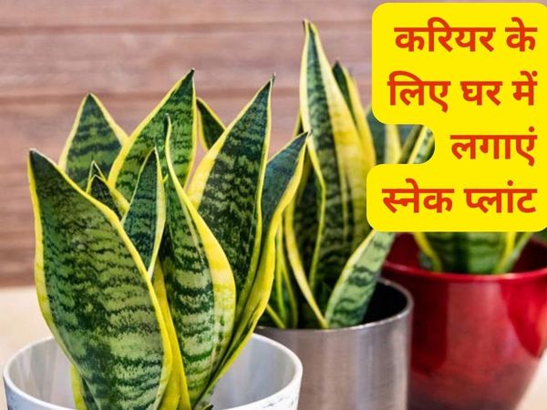 Snake Plant Benefits