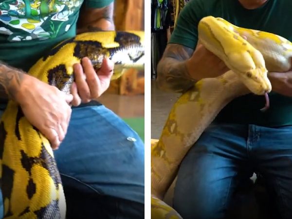 भला सांप से भी खेलता है कोई! इस शख्‍स ने पाला अजीबोगरीब शौक, बच्‍चों की तरह देता है इन्‍हें प्‍यार