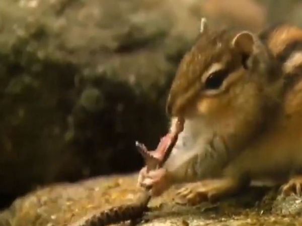 Fight Between Snake and squirrel then what happened watch viral video in hindi