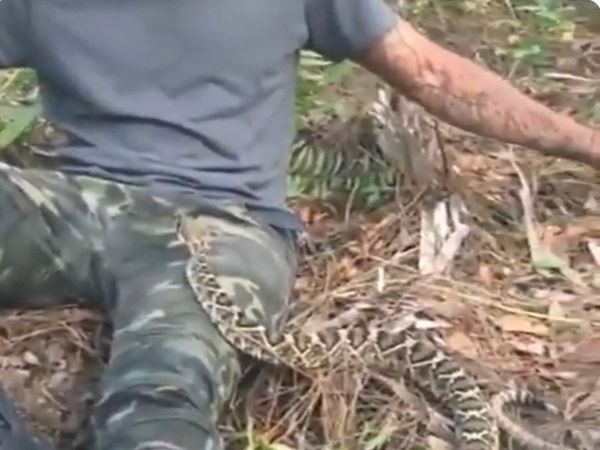 Snake Video Snake on Man Leg Then What Happened Watch Viral Video in Hindi