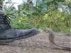 Snake Video Snake Attack On Man Watch Shocking Viral Video