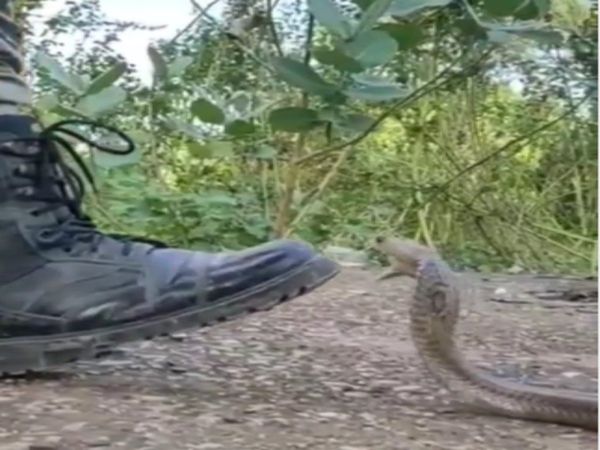 Snake Video Snake Attack On Man Watch Shocking Viral Video