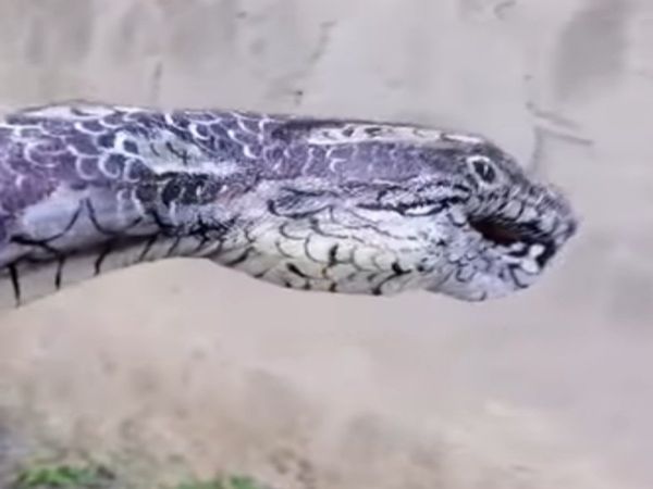Snake or Human Hand People Confused After Watching This Video