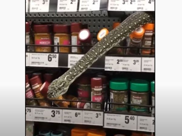 Snake video giant python found in supermarket in australia watch shocking video