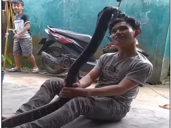 Snake Viral Video Man Play With Giant Snake Viral Video in Hindi
