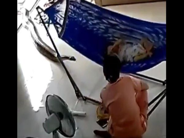 Snake Viral Video Woman sitting with child and giant snake behind her viral video in hindi
