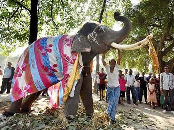 Sonepur fair of Bihar