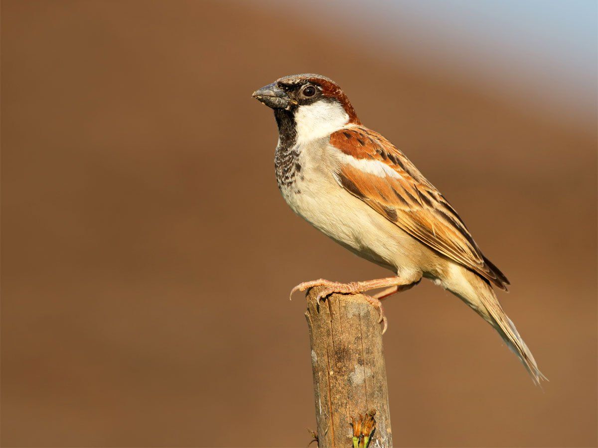 Sparrows:देश में 'गौरैया की संख्या' को लेकर आई खुशखबरी, 'Bird Lovers' का दिल खुश