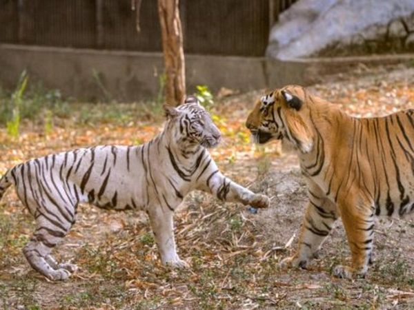 .Why do some species live longer? New information came out through research