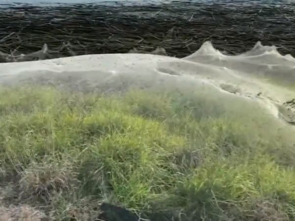 Australia : spiders web stretching across trees, road signs and paddocks