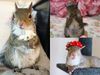 A squirrel named Jill Star of Instagram