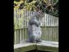 squirrel doing Yoga VIDEO