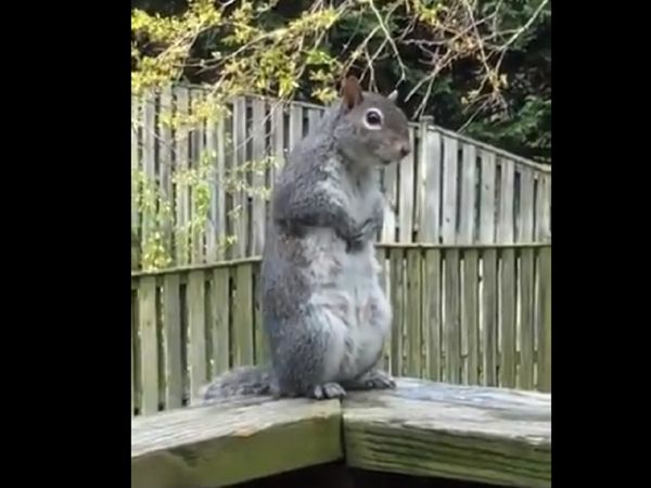 squirrel doing Yoga VIDEO