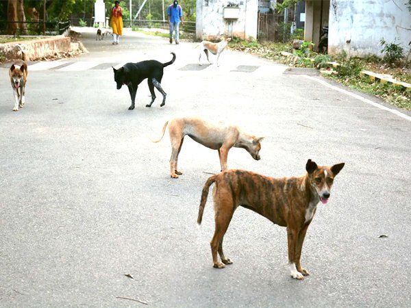 Stray dogs