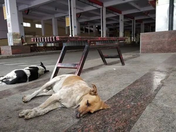  Noida development authority