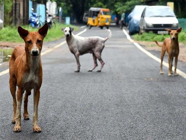 Bhoapl Dog Attack Case