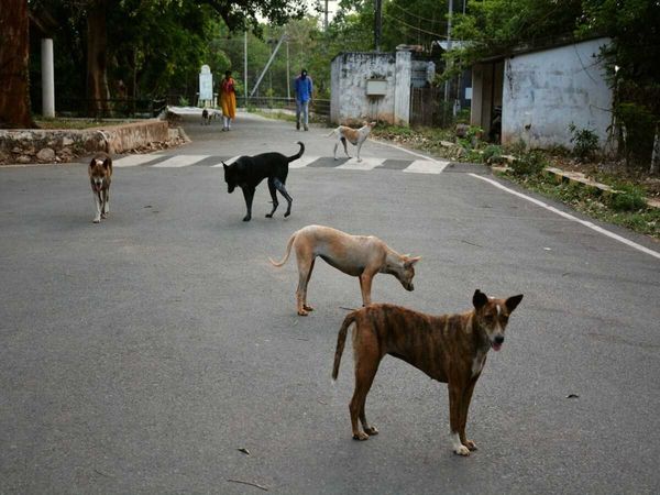 Jaipur Street Dog
