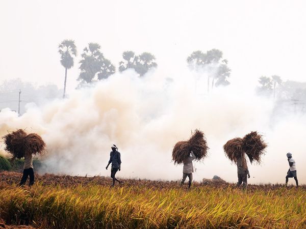 किसानों को पराली की समस्या से राहत मिलेगी और उसके बदले में रुपए भी मिलेंगे।