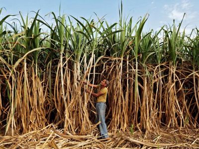 Record payment of sugarcane in CM Yogi tenure Record payment of sugarcane in CM Yogi tenure