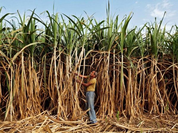 Record payment of sugarcane in CM Yogi tenure