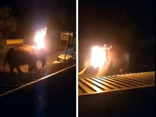 अब तमिलनाडु में हाथी के साथ बर्बरता, कान में फंसा जलता टायर, 2 लोगों को पुलिस ने किया गिरफ्तार