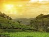 How To visit Tea Gardens In India 2021 Travel Tourism Tips