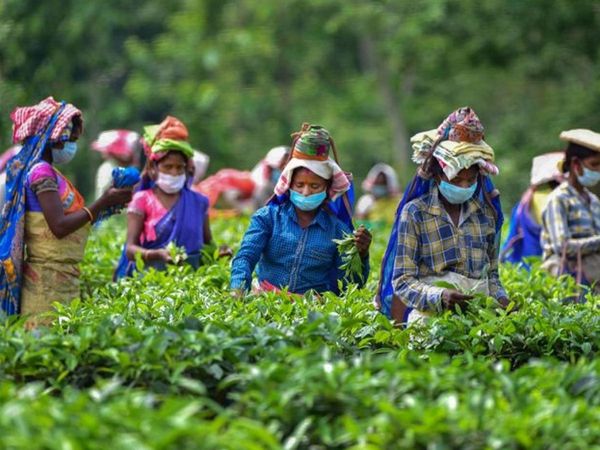 political significance of Assam’s tea garden workers BJP Congress trying to woo