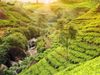 India's Most Beautiful Tea Gardens