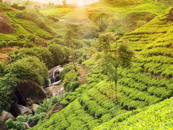 India's Most Beautiful Tea Gardens