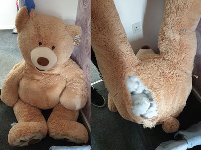 teddy teddy