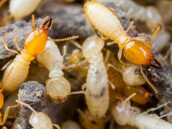 Home Remedies for termites, termites control, termites treatment, natural ways to control termites, how to get rid of termites at home, how to get rid of with termites at furniture, दीमक को कैसे मारे, दीमक की दवा कौन-सी है, दीमक के लिए कीटनाशक