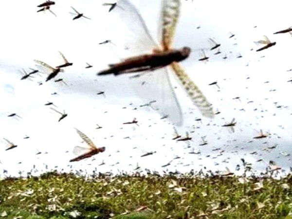  Locust Attack