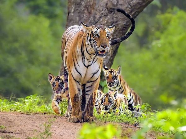 World Tiger Day