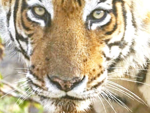 Sariska Tiger Reserve Tiger mustache cut amulets rajasthan CM office