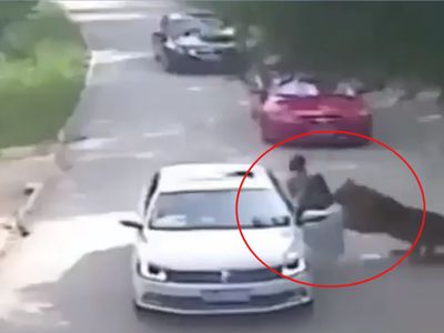 tiger tiger