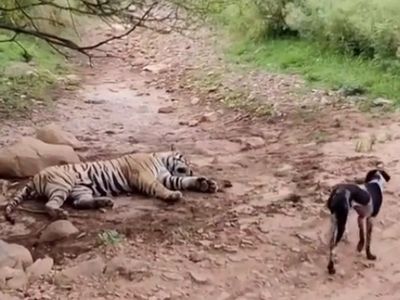 tiger tiger