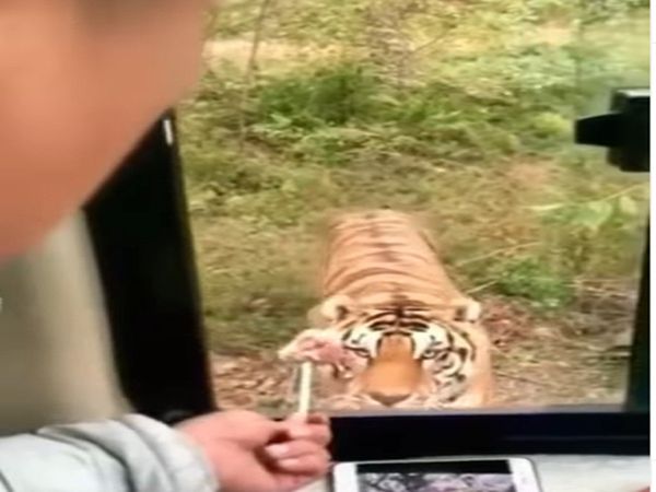 Man Opened Bus Window to Feed A Tiger Then What Happened Watch Shocking Video