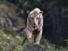 India issues advisory to all zoos after Tiger in New York tests positive for Corona Virus 