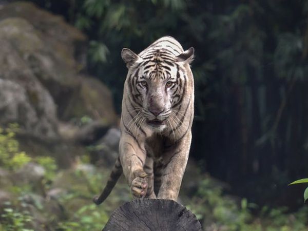 India issues advisory to all zoos after Tiger in New York tests positive for Corona Virus    