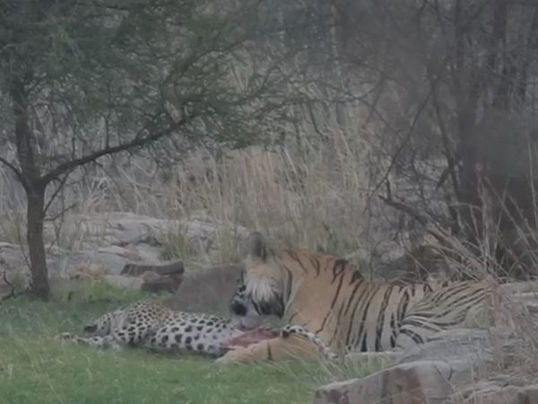 Tiger Attack on Panther then what happened watch viral video