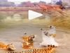Tigers and dog Viral Video Tiger Attack on Dog Shocking Viral Video