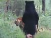 Today Viral Video Tiger And Bear viral video in hindi