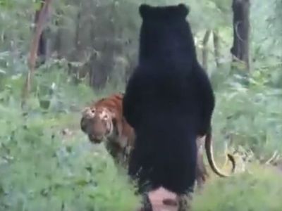 Today Viral Video Tiger And Bear viral video in hindi Today Viral Video Tiger And Bear viral video in hindi