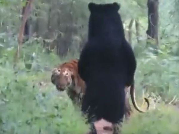 Today Viral Video Tiger And Bear viral video in hindi