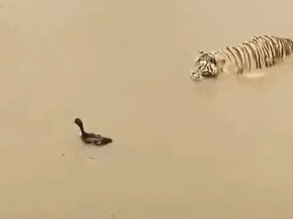 Duck Tiger video Tiger Attack on Duck Then What happened watch viral video in hindi