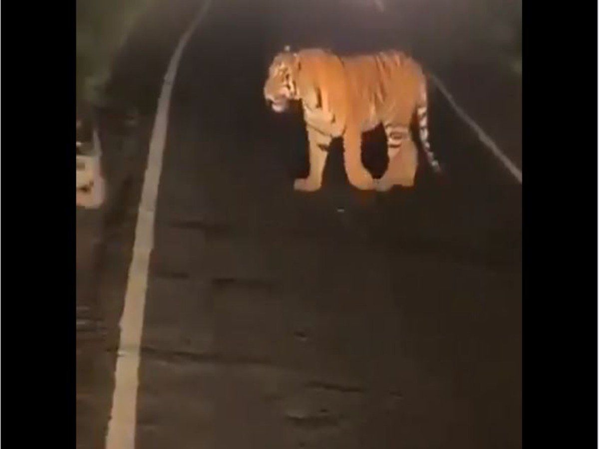 Viral: रात के अंधेरे में जंगल से निकलकर सड़क पर पहुंचे दो बाघ, Video में देखें फिर क्या हुआ?