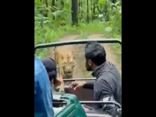  Tiger viral Video Tiger comes safari car viral video in hindi