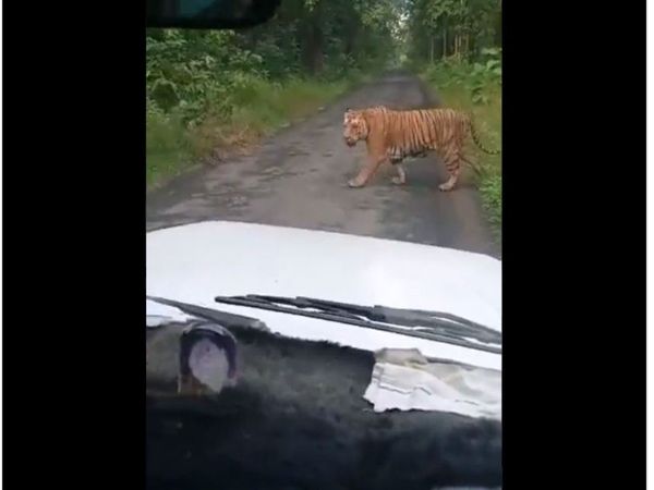 Tiger Viral Video ifs officer Madhu Mitha share tiger video viral on social media