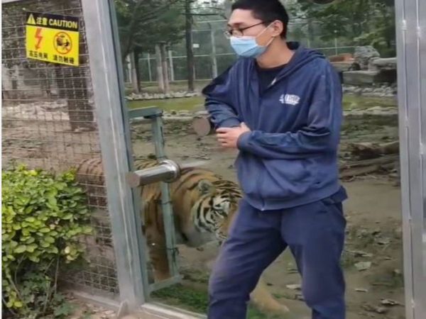Tiger Viral Video Tiger Attack on Man Viral Video in Hindi
